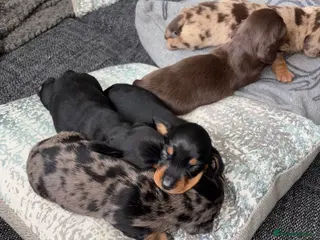 Dachshund dogs MINI dachshund LONG HAIRED 🐶 - Advert 7