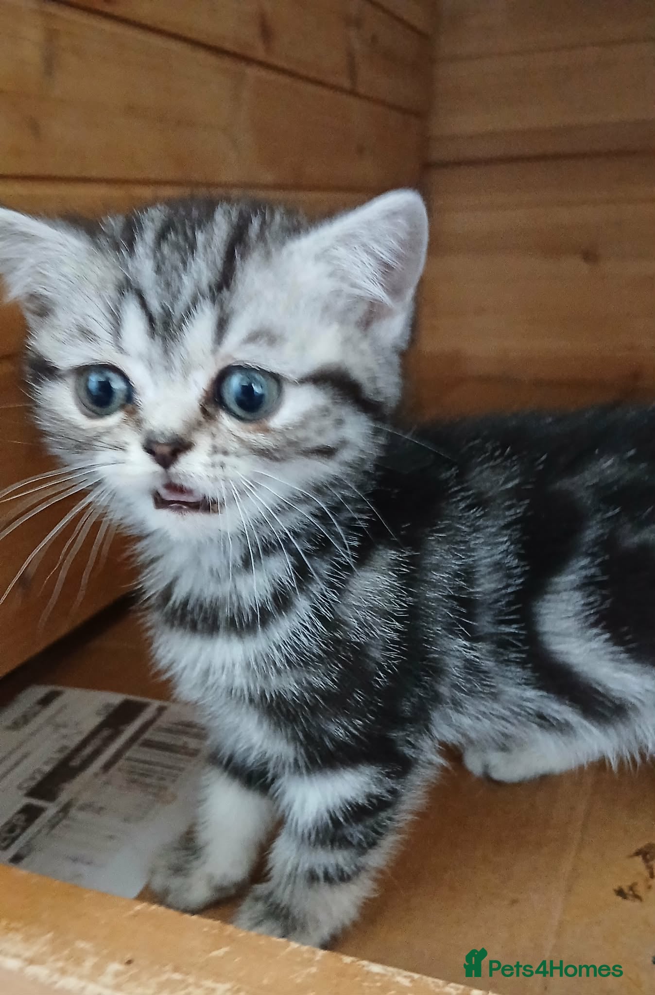 British Shorthair cats Bsh. Tabby kitten girl. - Advert 1