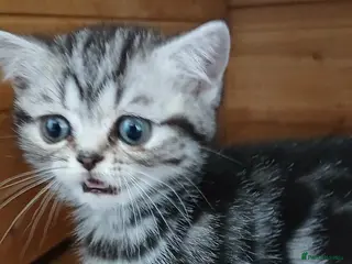 British Shorthair cats Bsh. Tabby kitten girl. - Advert 3