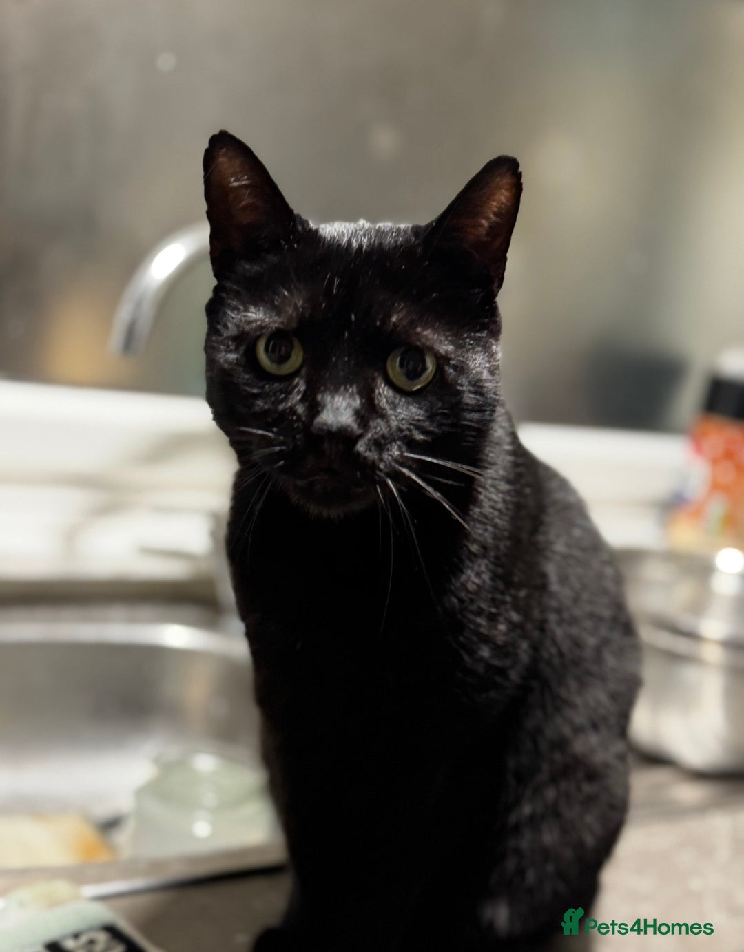 British Shorthair cats for sale: Gentle, Chatty Toby Needs a New Family to Love - Advert 6