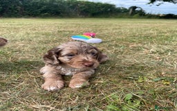 Sproodle dogs for sale: Sproodle Puppy 3 - 💥 Rare Gorgeous Chocolate Merle Sproodles 🐶 - Image 22