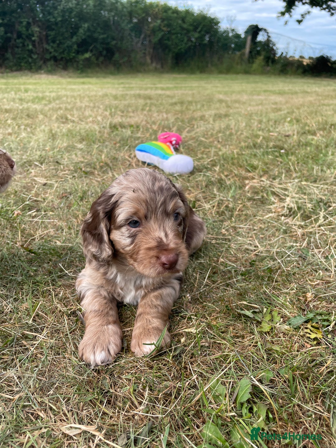 Sproodle dogs for sale: Sproodle Puppy 3 - 💥 Rare Gorgeous Chocolate Merle Sproodles 🐶 - Image 22