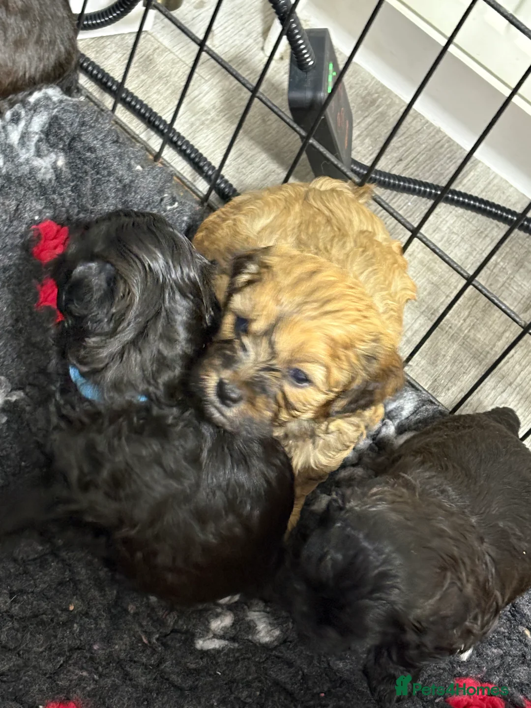 Shihpoo dogs for sale: Shihpoo f1 puppies  🩷🩷 - Advert 26