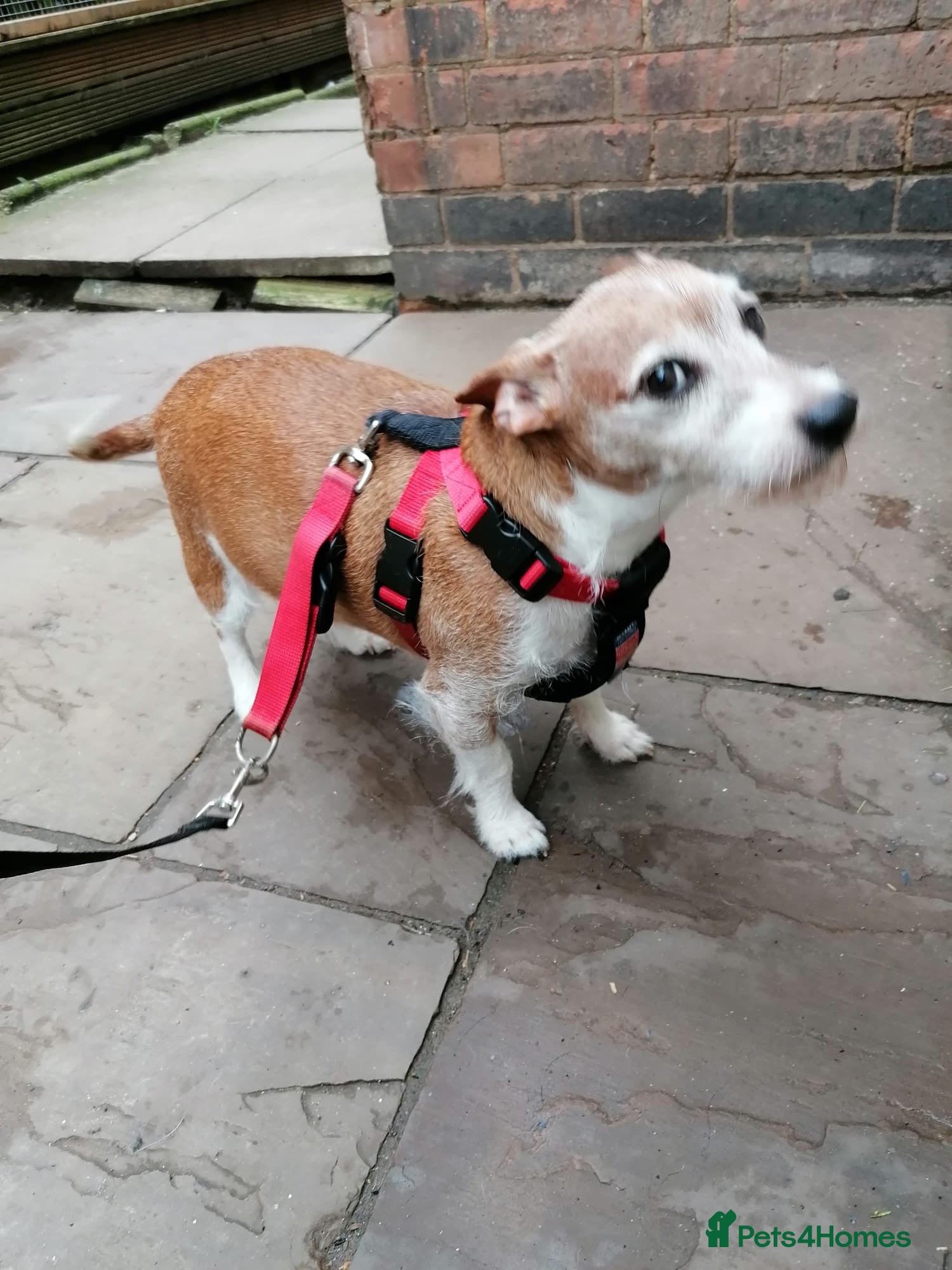 Jack Russell dogs 💙🐶DODGER - A Loyal Little Boy - Advert 3