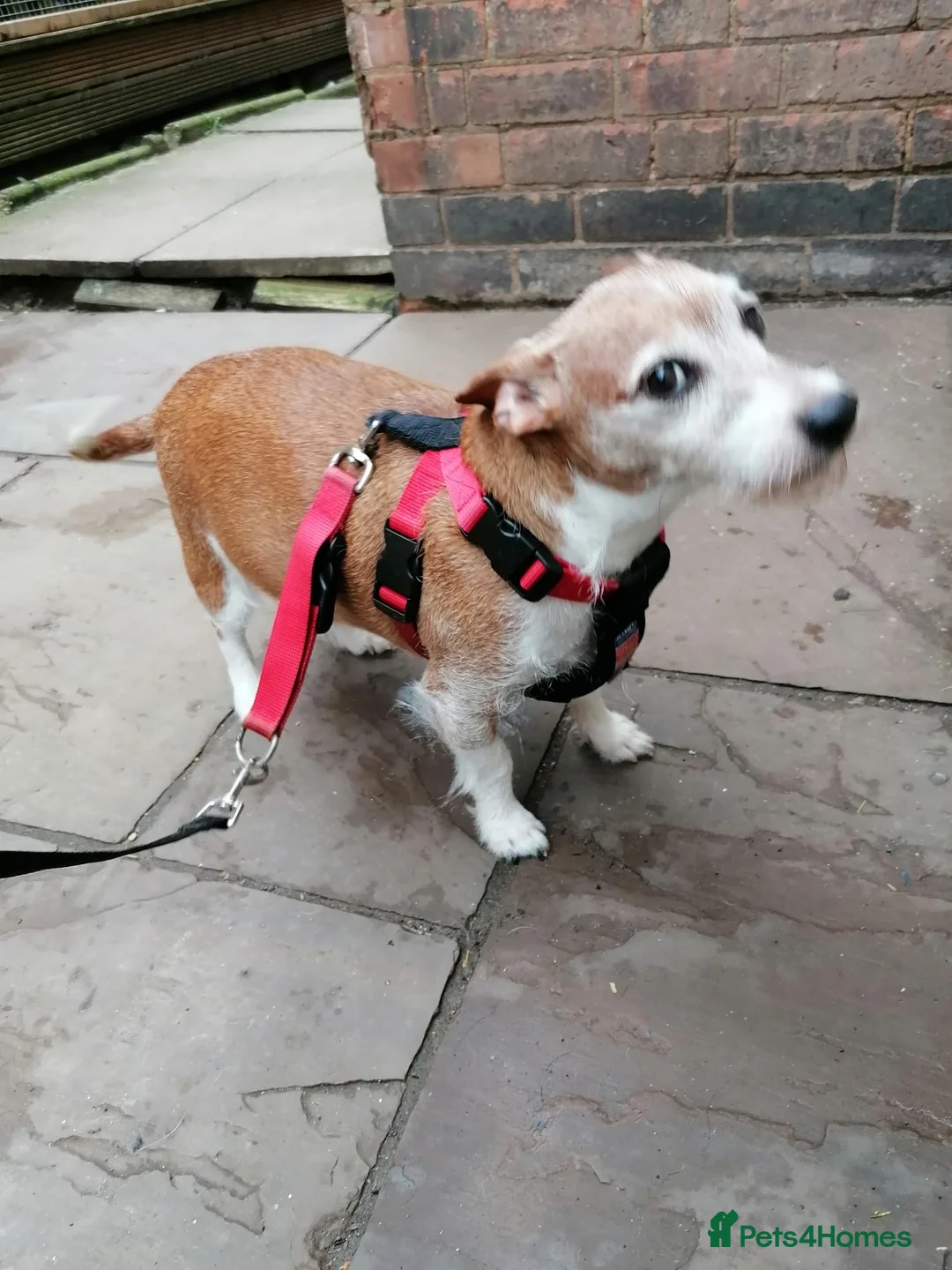 Jack Russell dogs for adoption: 💙🐶DODGER - A Loyal Little Boy in Telford - Advert 1