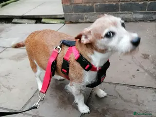 Jack Russell dogs 💙🐶DODGER - A Loyal Little Boy - Advert 3