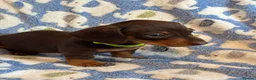 Miniature Dachshund dogs for sale: KC Miniature Dachshund Smooth haired in Castleford - Advert 10
