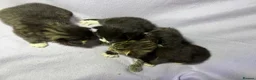 Mixed Breed cats for sale: 4 kittens for sale  in Loughborough - Advert 14