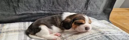 Beagle dogs for sale: 1 male, rkc registered, family reared puppy - Advert 25