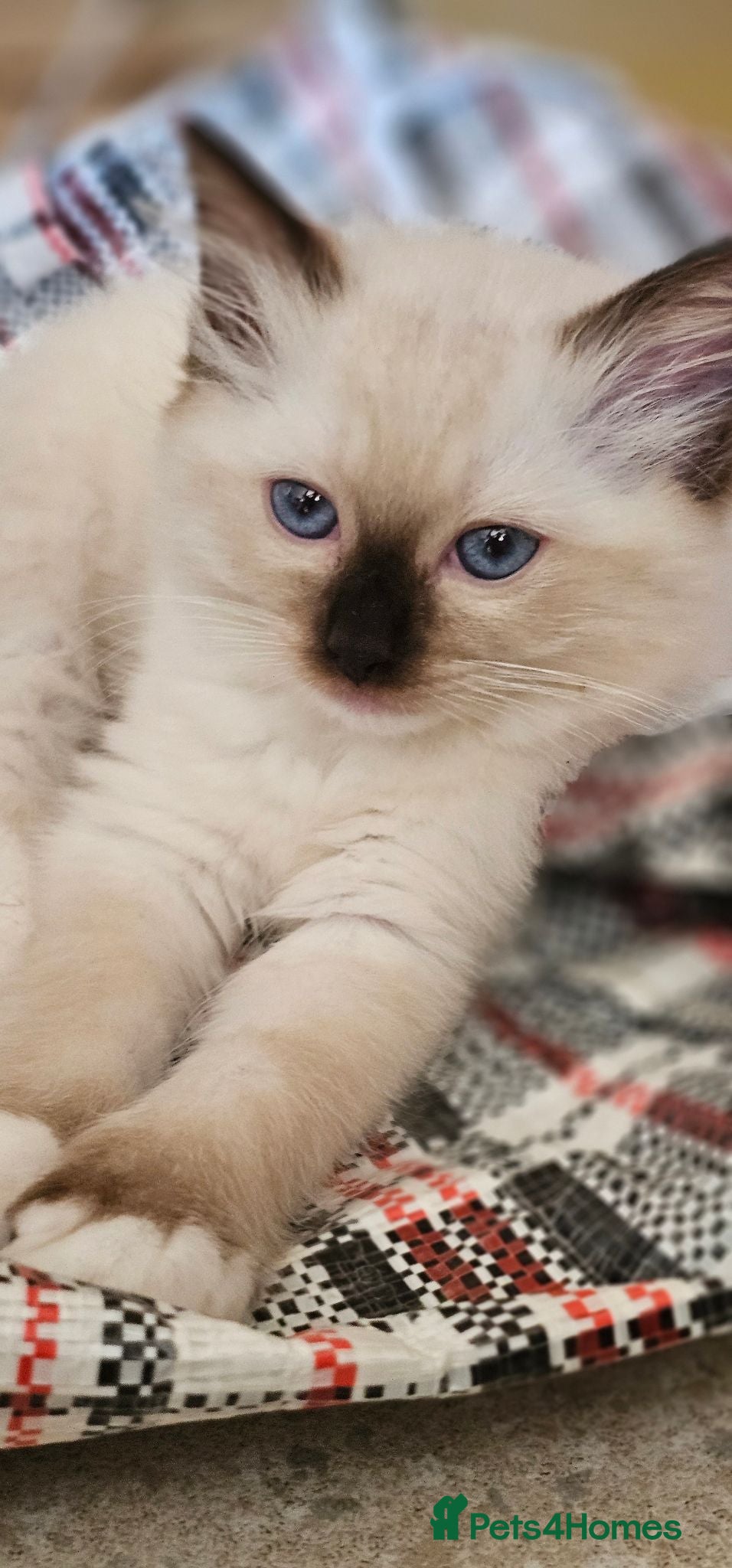 Ragdoll cats 2 beautiful Ragdoll girls 🩷🩷 - Advert 1