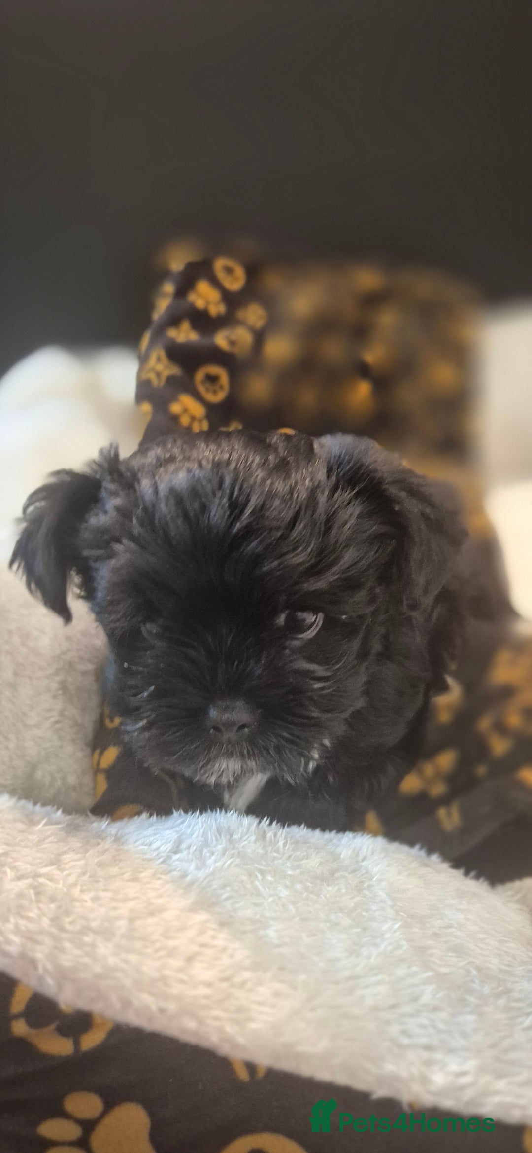 Biewer Terrier dogs for sale: Beautiful Biewer Yorkshire terriers Puppies  - Advert 21