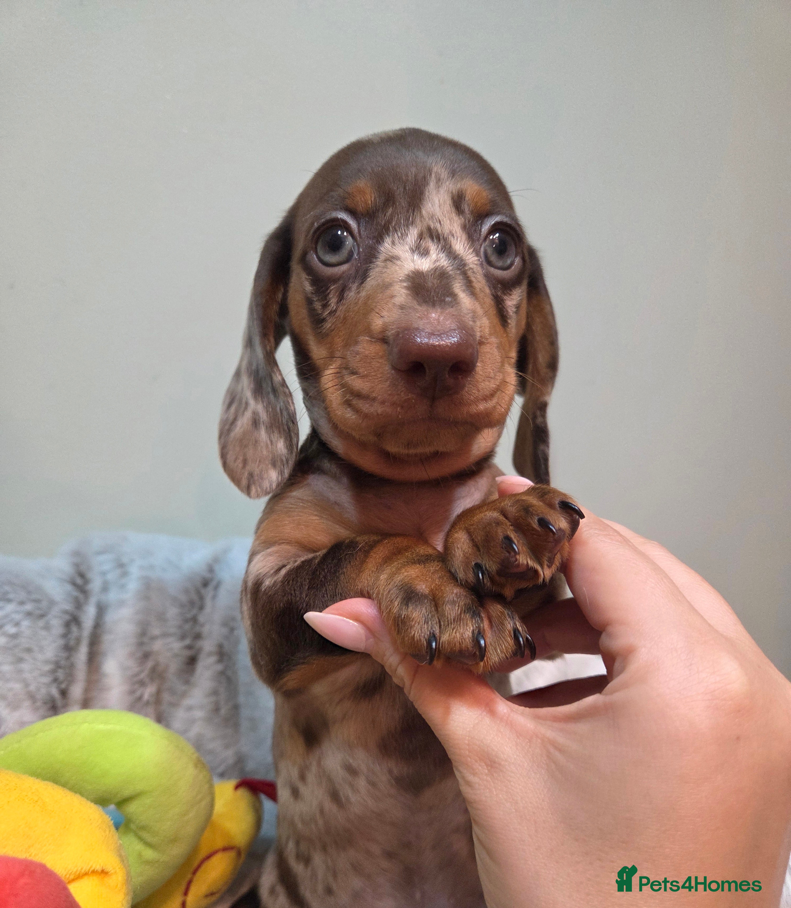 Miniature Dachshund dogs Kc Miniature Dachshunds  puppies  - Advert 1