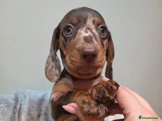 Miniature Dachshund dogs Kc Miniature Dachshunds puppies - Advert 1