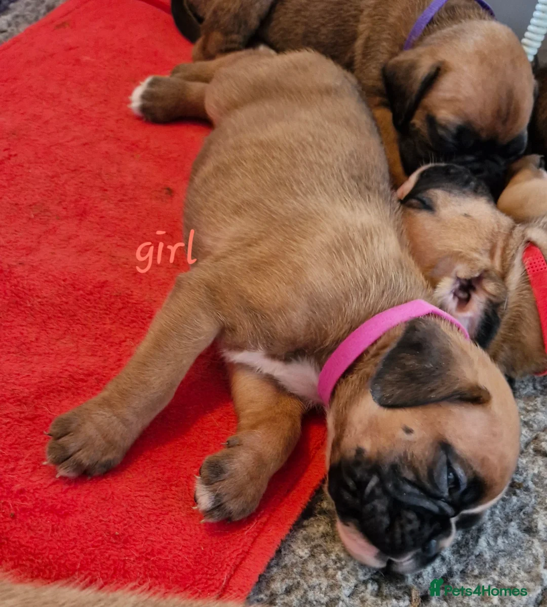 Boxer dogs for sale: STUNNING GORGEOUS KC PUPPIES  - Advert 4
