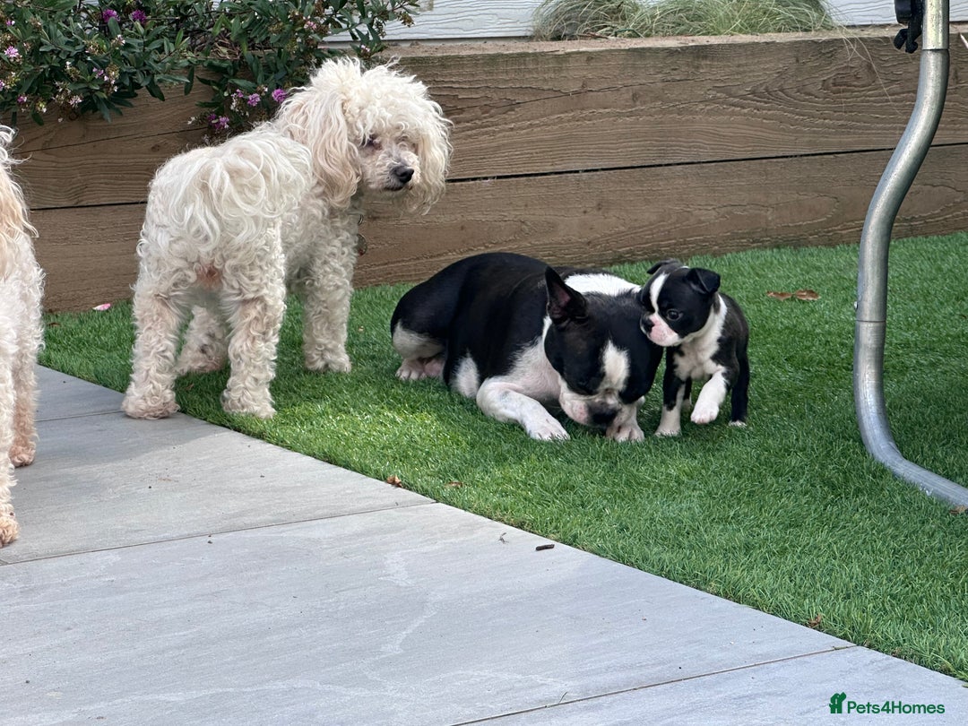 Boston Terrier dogs for sale: WILDAX Boston Terrier pups (2 girls left!) - Image 22