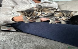 Domestic Shorthair cats for sale: 6 beautiful kittens available  - Image 6