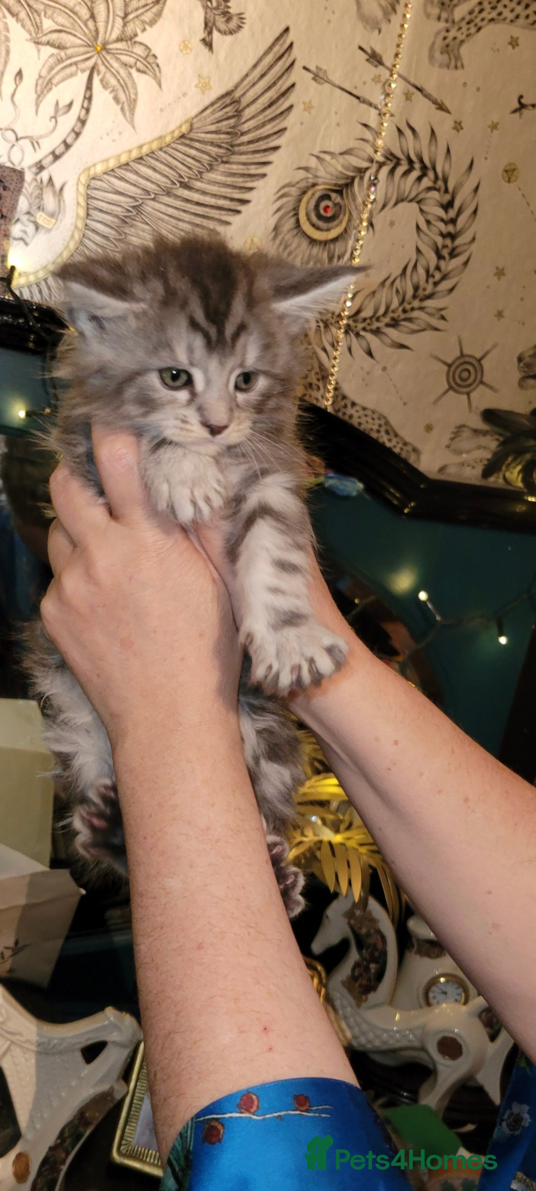 Maine Coon cats for sale: Maine coone kittens  - Advert 8