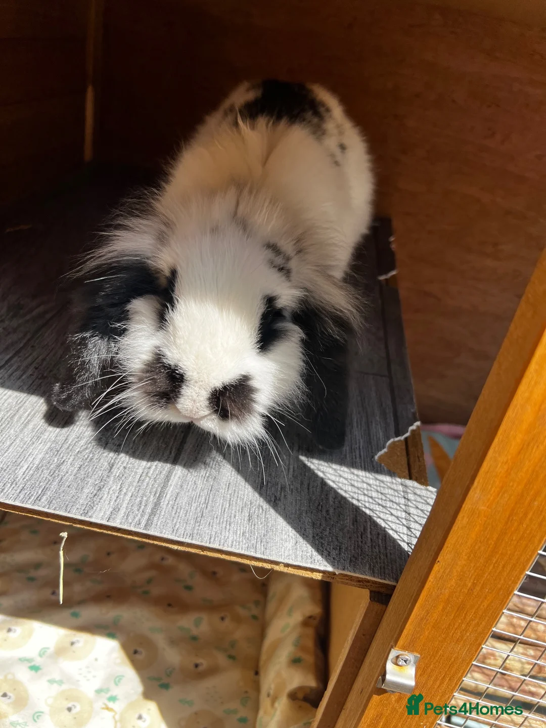 Mini Lop rabbits for sale: Beautiful Male rabbit - Advert 4