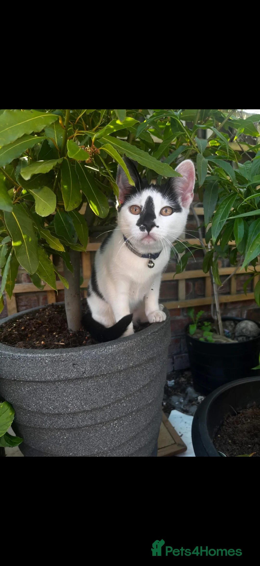 Mixed Breed cats for sale: Female kitten  - Advert 2