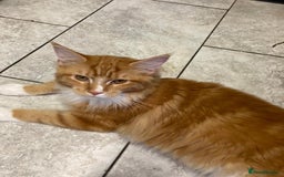 Maine Coon cats for sale: Ginger Maine coon - Image 2