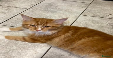 Maine Coon cats - Advert 2