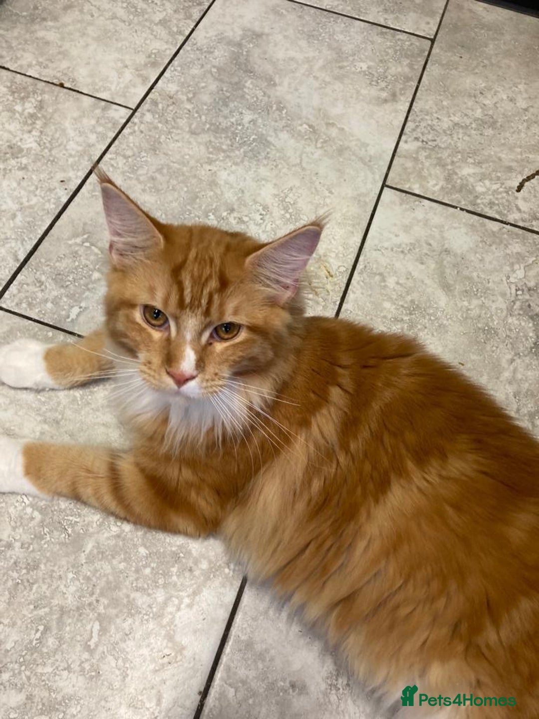 Maine Coon cats for sale: Ginger Maine coon - Image 2