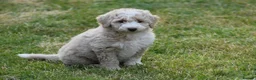 Labradoodle dogs for stud: Outstanding Australian Labradoodle Stud - Advert 14