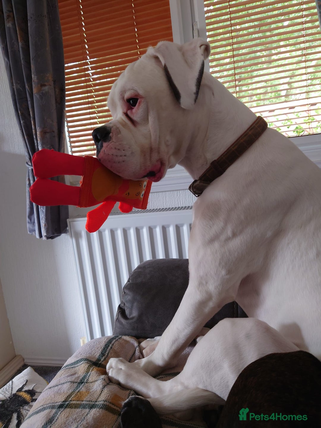Boxer dogs for sale: White male boxer 1 year old  - Image 2