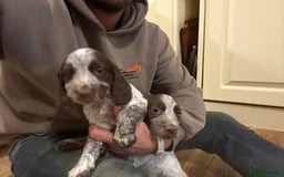 Sprocker dogs for sale: Sprocker puppies  - Image 16