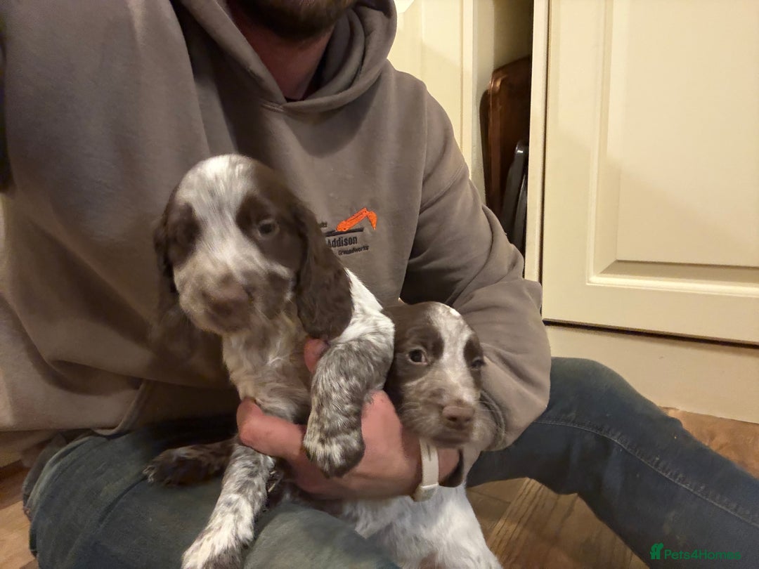 Sprocker dogs for sale: Sprocker puppies  - Image 16