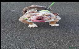English Bulldog dogs for sale: Male bulldog RHINO - Image 1