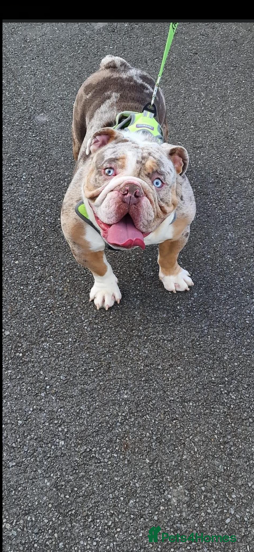 English Bulldog dogs for sale: Male bulldog RHINO - Image 1
