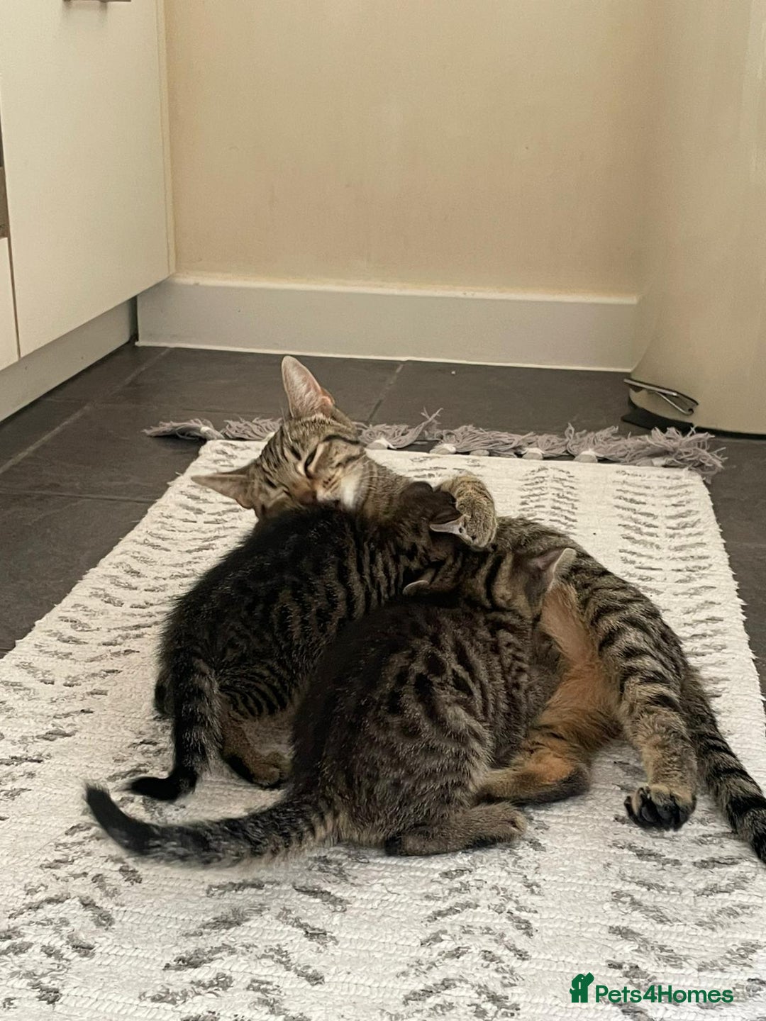 Domestic Shorthair cats for sale: Classic Tabby Domestic shorthair - Image 10