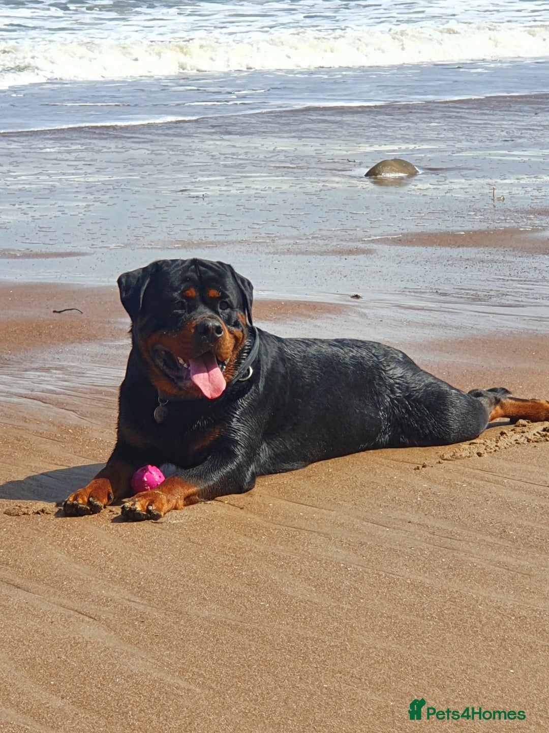 Rottweiler dogs for stud: Dexter  in Guisborough - Advert 4