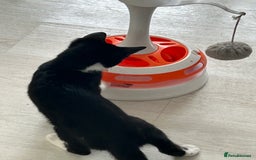 Mixed Breed cats for sale: 2 lovely brothers - Image 5