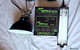 Gecko reptiles for sale: Crested Gecko  - Advert 6