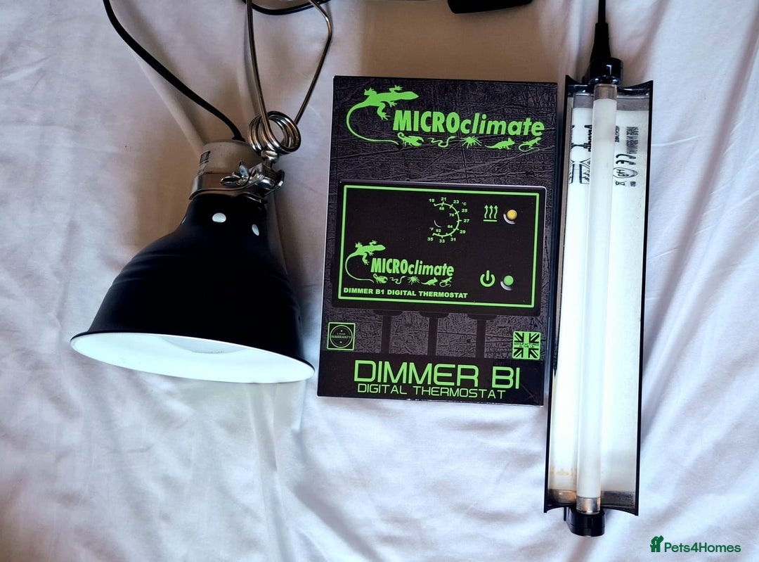 Gecko reptiles for sale: Crested Gecko  - Advert 6