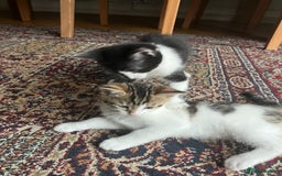 Mixed Breed cats for sale: Urgent! 2 playful kittens looking for a home  - Image 7