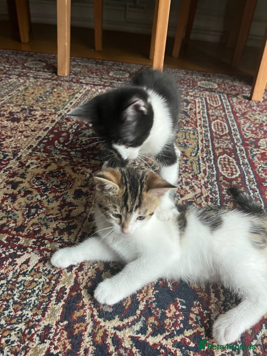Mixed Breed cats for sale: Urgent! 2 playful kittens looking for a home  - Image 7