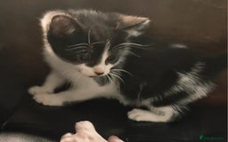 Mixed Breed cats for sale: 3x black and white kittens - Advert 6