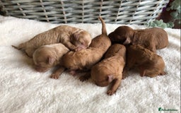 Cavapoochon dogs for sale: Cavapoochon puppies - Image 4