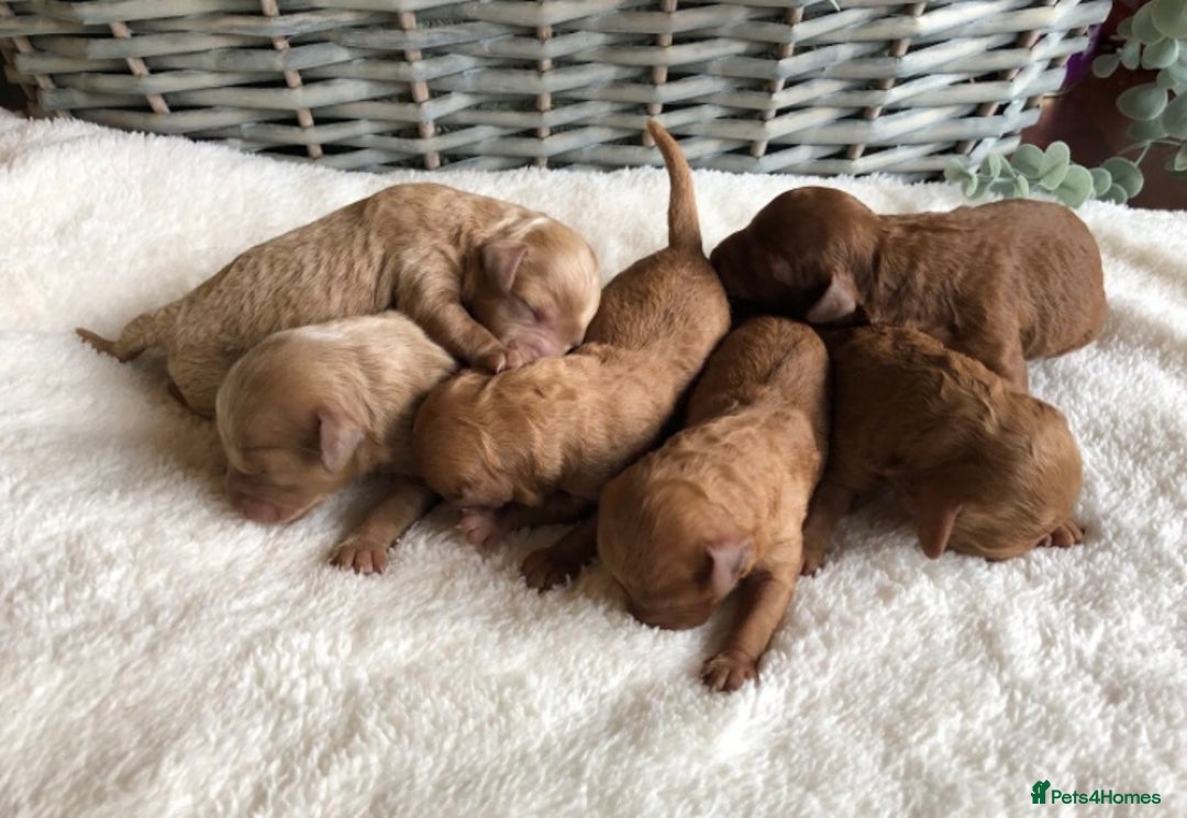 Cavapoochon dogs for sale: Cavapoochon puppies - Image 4