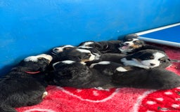 Bernese Mountain Dog dogs for sale: Kc Reg Bernese mountain dogs  - Image 21