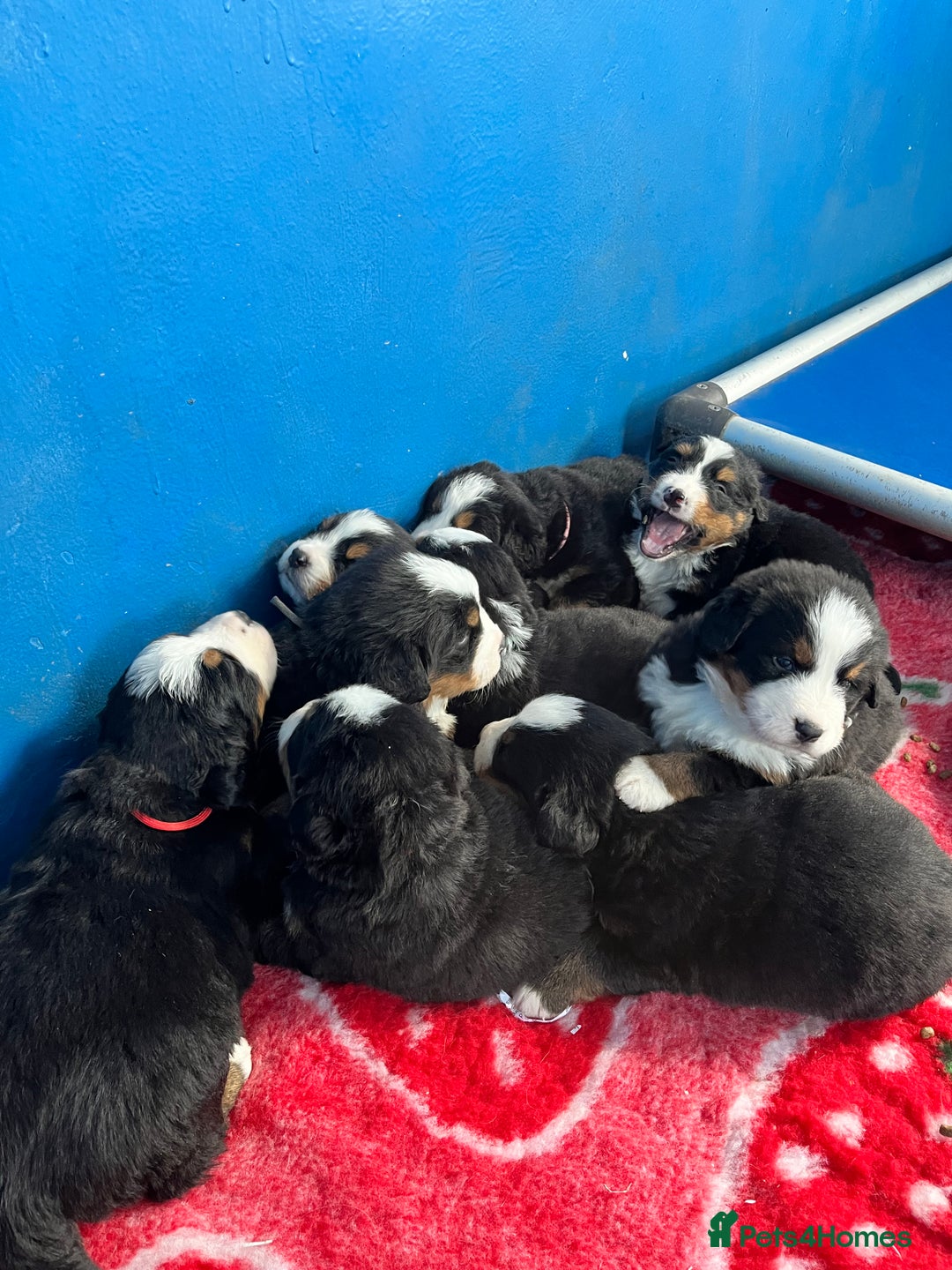 Bernese Mountain Dog dogs for sale: Kc Reg Bernese mountain dogs  - Image 21