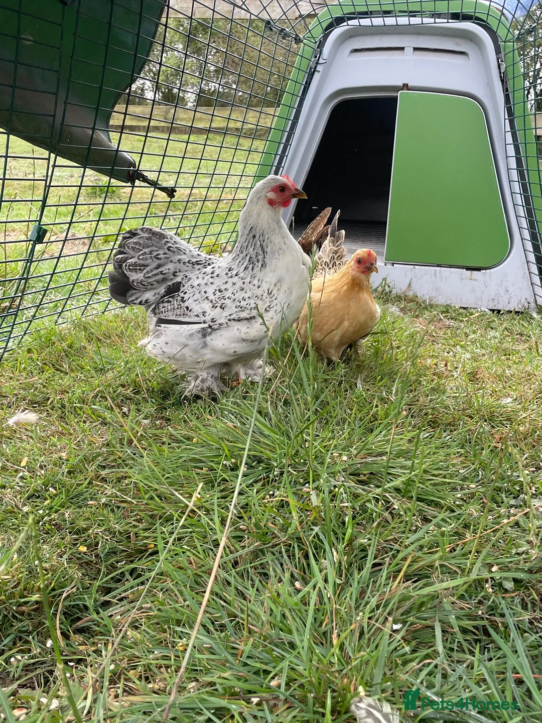 Chickens poultry for sale: Pekin hens  - Advert 3