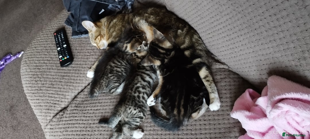 European cats for sale: Two girls  - Image 3