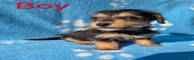 Jackapoo 4