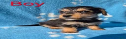 Jackapoo dogs for sale: Jackapoo puppies - Advert 6