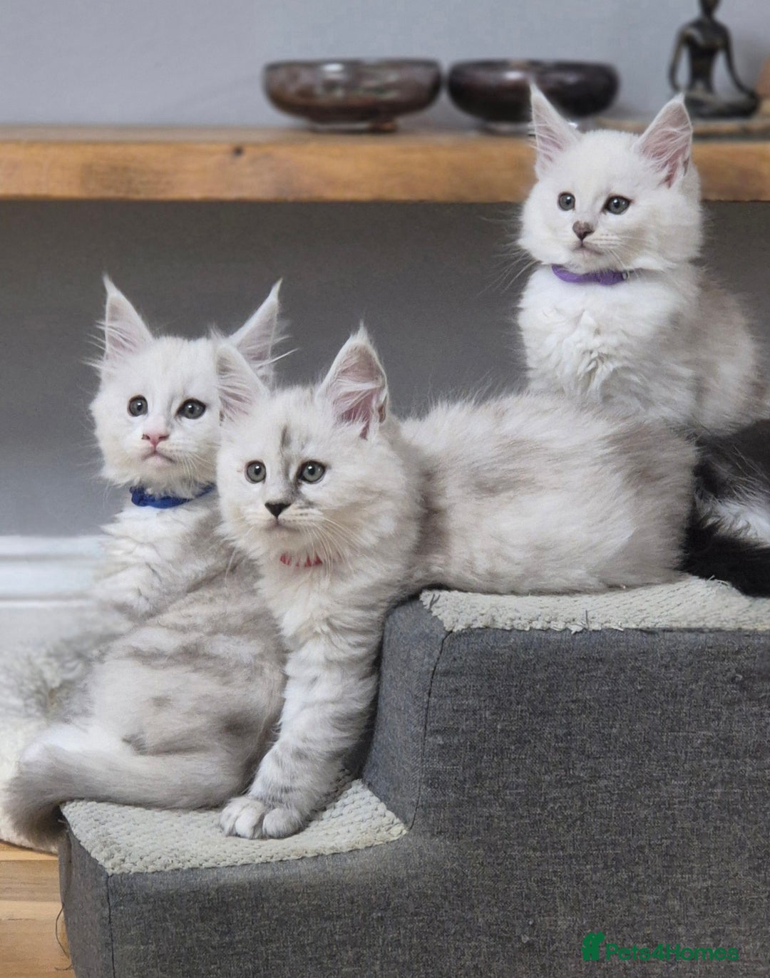 Maine Coon cats for sale: GCCF Pedigree Maine Coon Shaded Kittens - Advert 1