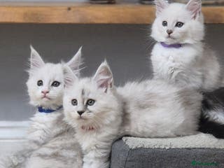 Maine Coon cats GCCF Pedigree Maine Coon Kittens Rare Shaded - Advert 2